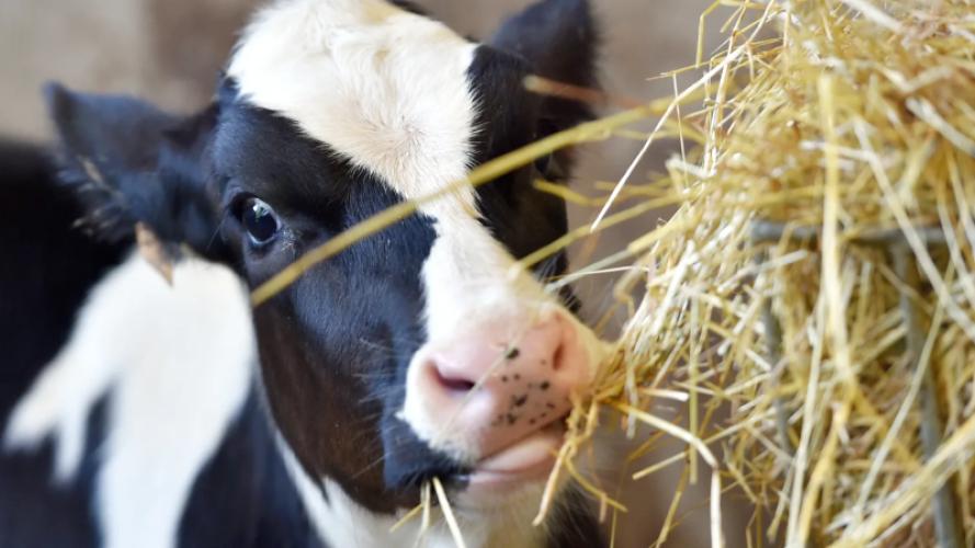 Partijen in Kamer ontstemd over aanhoudende misstanden veetransporten