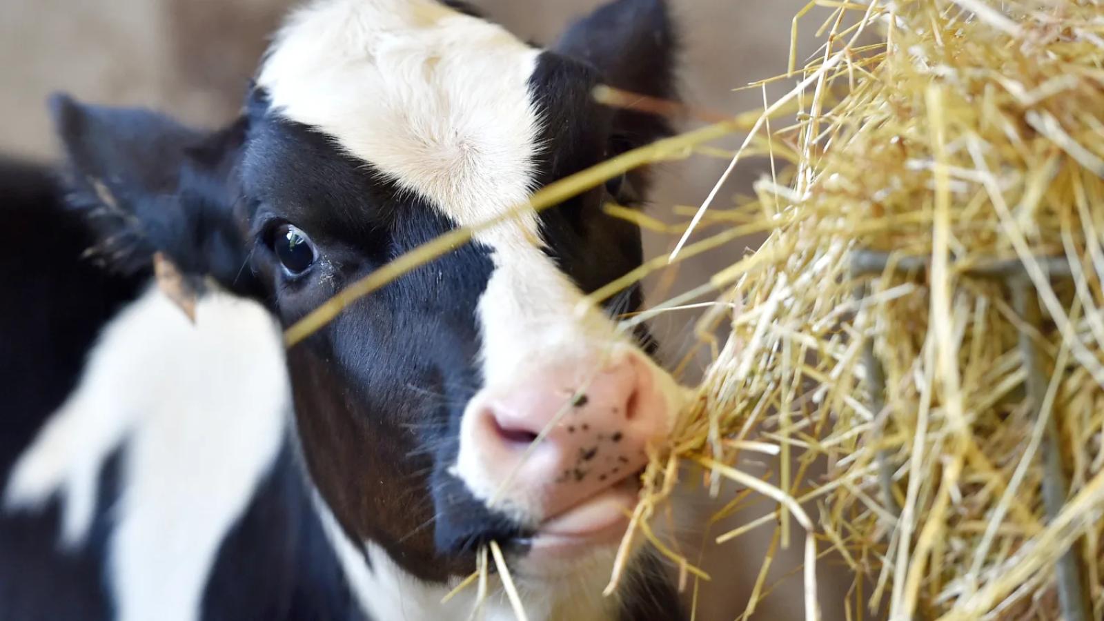 Partijen in Kamer ontstemd over aanhoudende misstanden veetransporten