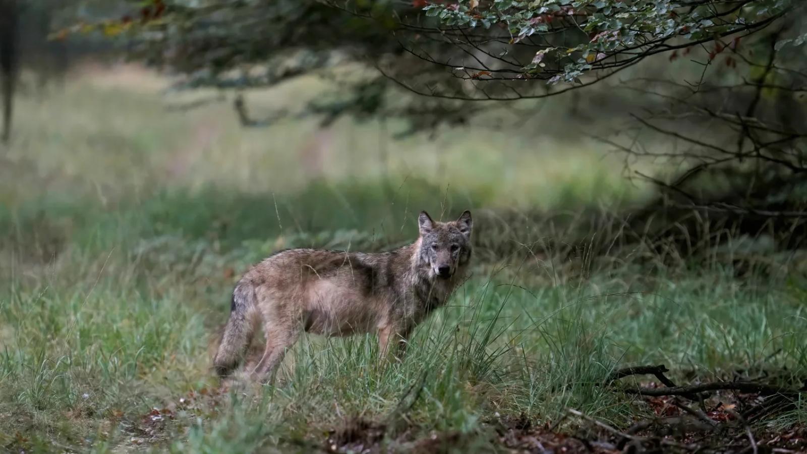 Kabinet: wolven schuw maken, probleemwolven eerder afschieten