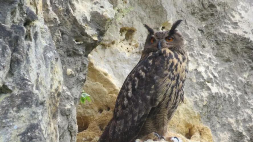 Unieke bigamie in groeve Maastricht: oehoe bevrucht twee vrouwtjes