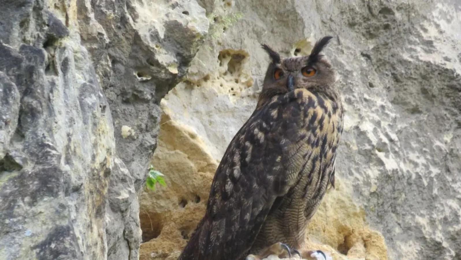 Unieke bigamie in groeve Maastricht: oehoe bevrucht twee vrouwtjes