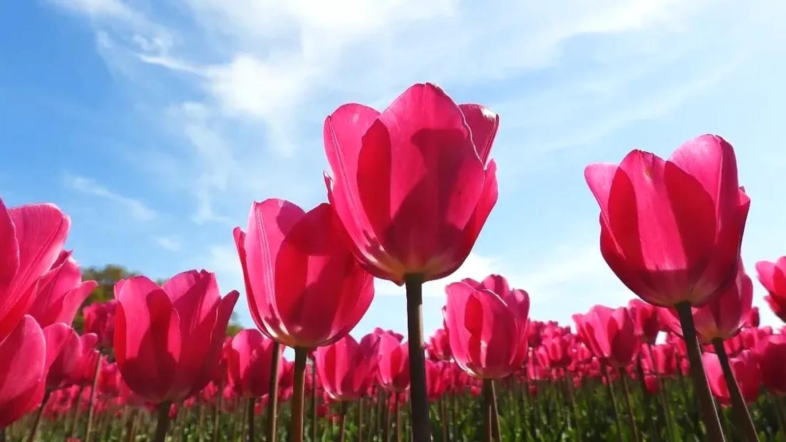 Komende dagen is het volop lente, maar wel met veel wind