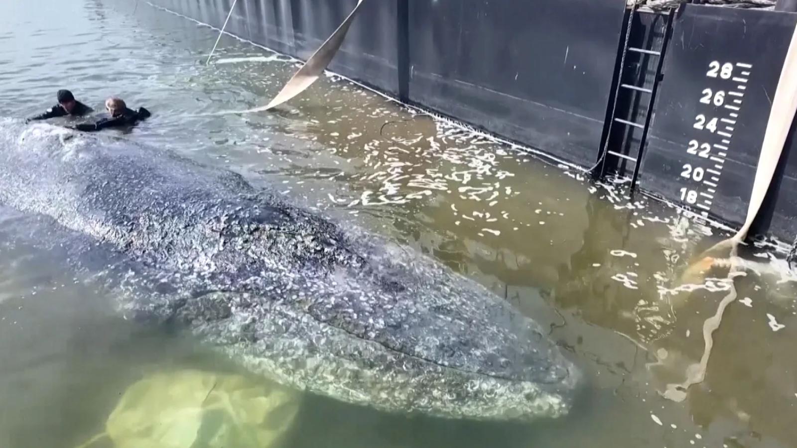 Reddingspoging bultrug Timmy aan de gang, nog lange weg te gaan