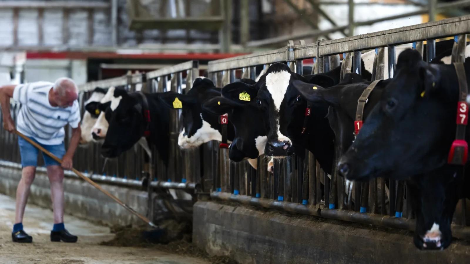 Kabinet akkoord over ingrijpend stikstofplan, steeds meer details bekend